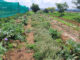 Diversity and direct marketing drive a small farm’s success