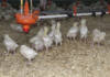 SA poultry industry to save billions with new HPAI vaccination policy