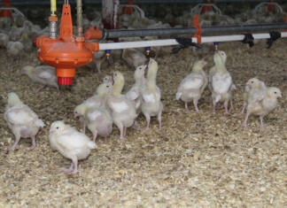 SA poultry industry to save billions with new HPAI vaccination policy