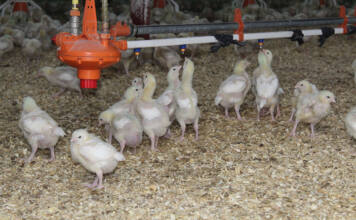 SA poultry industry to save billions with new HPAI vaccination policy