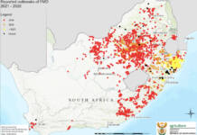 More than 2 200 active FMD outbreaks reported in South Africa