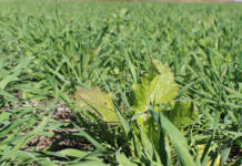 Building better maize soils with the right cover crops