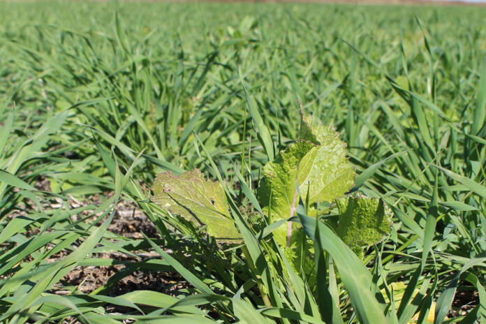 Building better maize soils with the right cover crops