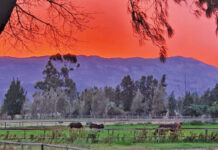 Thoroughbred horse breeding success at Narrow Creek Stud in the Western Cape