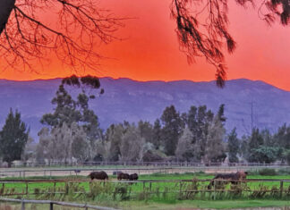 Thoroughbred horse breeding success at Narrow Creek Stud in the Western Cape