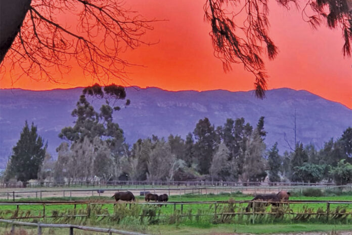 Thoroughbred horse breeding success at Narrow Creek Stud in the Western Cape