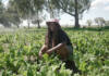 How a young farmer turned a single tunnel into a 5ha vegetable enterprise