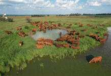 Majesto Beefmasters formula for a productive Beefmaster herd