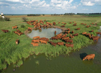 Majesto Beefmasters formula for a productive Beefmaster herd