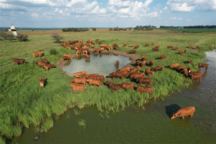 Majesto Beefmasters formula for a productive Beefmaster herd