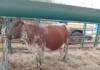 Indigenous cattle breeds gain popularity as farmers seek climate resilience