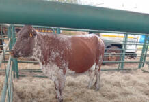 Indigenous cattle breeds gain popularity as farmers seek climate resilience