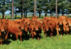 Adaptable Nooitverwag Beefmasters thriving on the Highveld