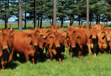 Adaptable Nooitverwag Beefmasters thriving on the Highveld