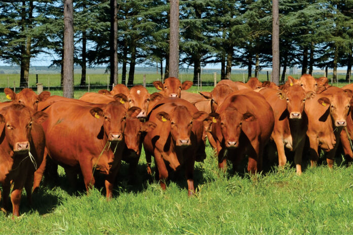 Adaptable Nooitverwag Beefmasters thriving on the Highveld
