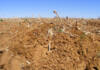 How to effectively manage parasitic weeds in crop production