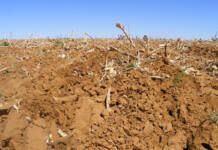 How to effectively manage parasitic weeds in crop production