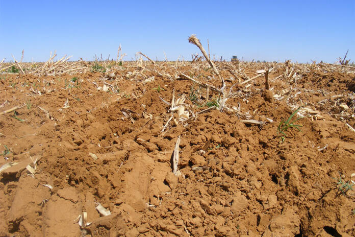 How to effectively manage parasitic weeds in crop production