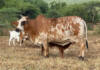 Boran cattle prove their worth under bushveld conditions in Eswatini