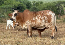 Boran cattle prove their worth under bushveld conditions in Eswatini