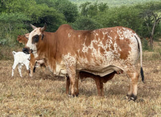 Boran cattle prove their worth under bushveld conditions in Eswatini