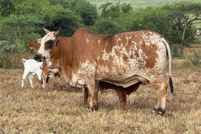 Boran cattle prove their worth under bushveld conditions in Eswatini