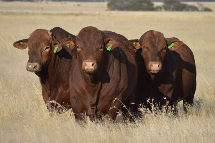 Beefmaster shows resilience amid climate pressure and possible drought