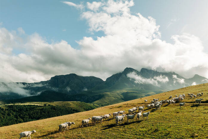 Regenerative agriculture is a business imperative