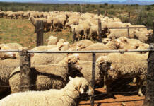 Non-certified wool gains on tightening global supply