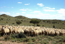 Wool shortages keep market ticking