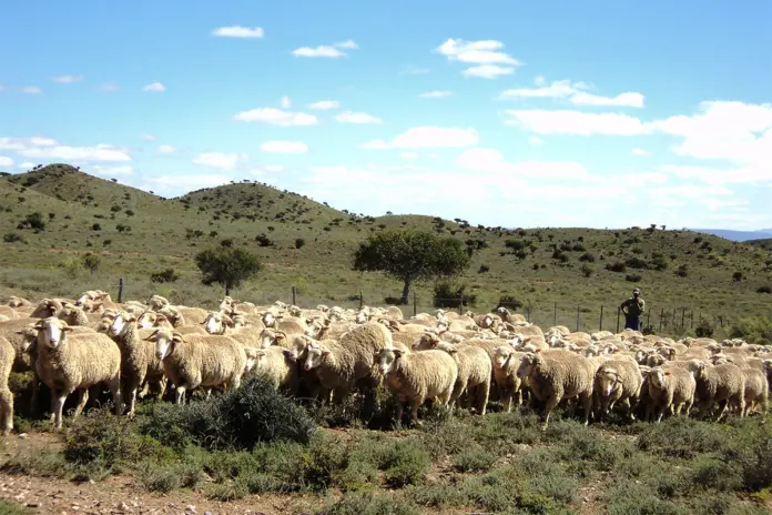 Wool shortages keep market ticking