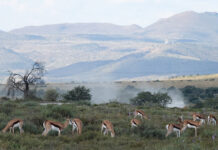 Forgotten springbok migrations of the Great Karoo