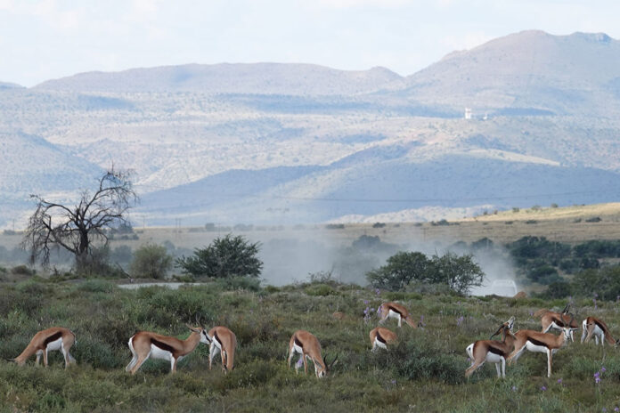Forgotten springbok migrations of the Great Karoo