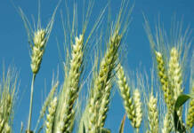 Wheat producers face setback as tariff changes rejected wheat