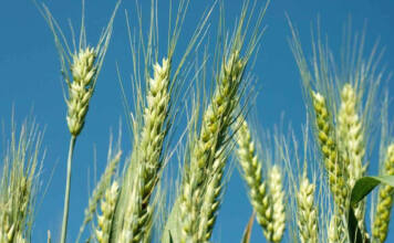 wheat