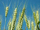 wheat