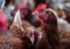 SA poultry industry to save billions with new HPAI vaccination policy
