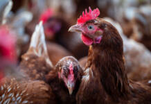 SA poultry industry to save billions with new HPAI vaccination policy