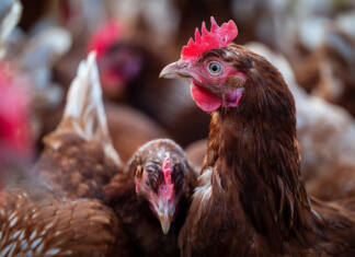 SA poultry industry to save billions with new HPAI vaccination policy