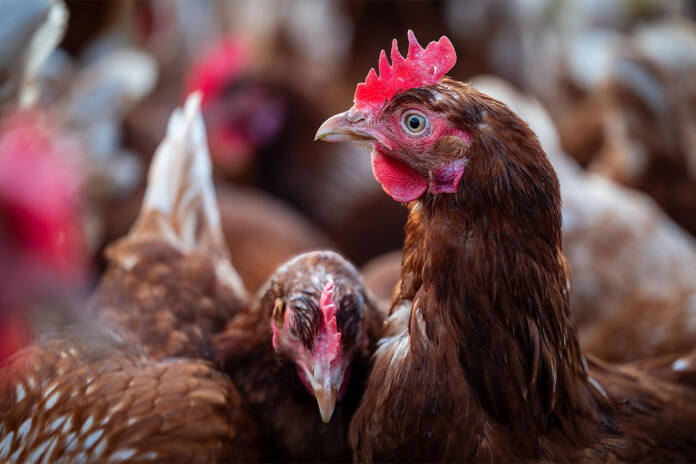 SA poultry industry to save billions with new HPAI vaccination policy