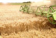 Wheat farmers left in the lurch as government rules out tariff changes