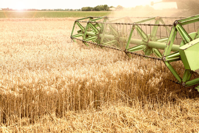 Wheat farmers left in the lurch as government rules out tariff changes