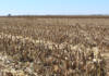 Carbon credits become more accessible to farmers