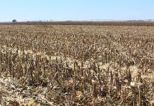 Carbon credits become more accessible to farmers