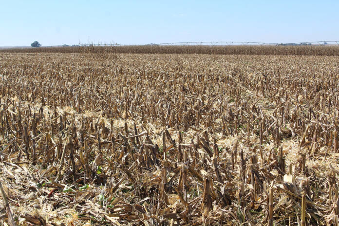 Carbon credits become more accessible to farmers