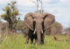 The elephant management paradox