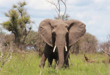 The elephant management paradox