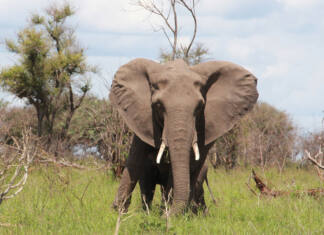 The elephant management paradox