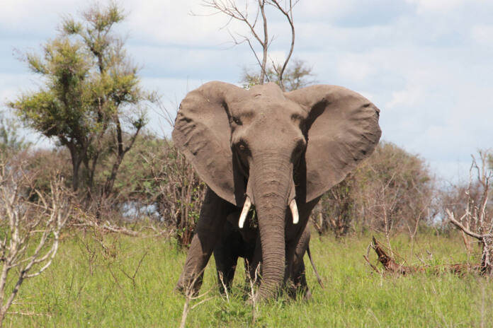 The elephant management paradox