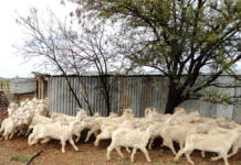 Managing goats in bad weather